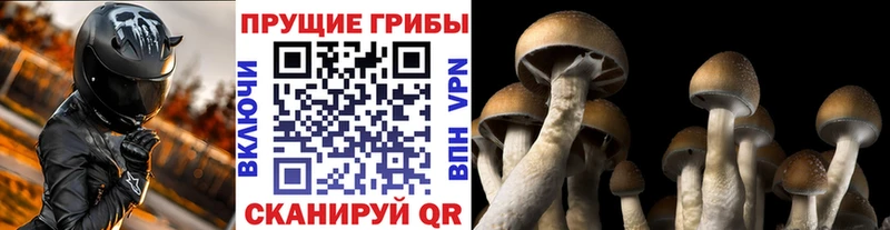 Купить закладки  Заволжск  Псилоцибиновые грибы мицелий 